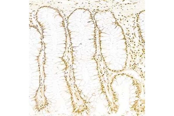 ISX antibody