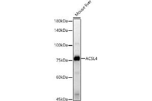 Western blot analysis of extracts of Mouse liver, using  antibody (ABIN6129864, ABIN6136458, ABIN6136459 and ABIN6222564) at 1:500 dilution. (ACSL4 antibody  (AA 1-280))