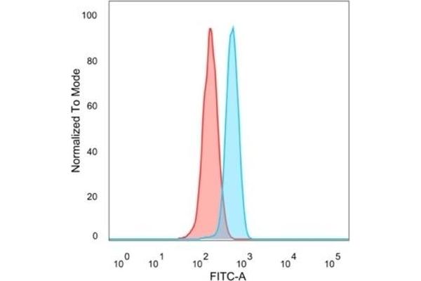 MEF2B antibody