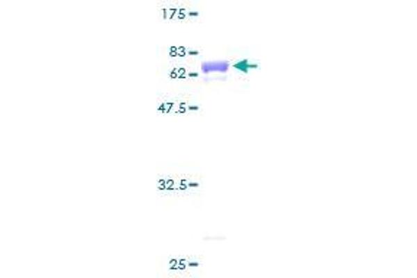 SH3GLB1 Protein (AA 1-365) (GST tag)