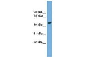 Image no. 1 for anti-Forkhead Box A2 (FOXA2) (AA 271-320) antibody (ABIN6744565) (FOXA2 antibody  (AA 271-320))