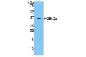 Detection of Recombinant F5, Mouse using Polyclonal Antibody to Coagulation Factor V (F5) (Coagulation Factor V antibody  (AA 1863-2161))