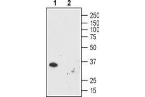 Western blot analysis using Mouse Anti-Human Orai1 (extracellular) Antibody (ABIN7043409 and ABIN7044554), (1:200): - 1. (ORAI1 antibody  (Extracellular))