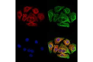 ABIN6261019 and ABIN6273216 staining Hela cells by IF/ICC.