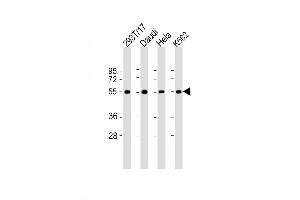 Western Blot at 1:2000 dilution Lane 1: 293T/17 whole cell lysate Lane 2: Daudi whole cell lysate Lane 3: Hela whole cell lysate Lane 4: K562 whole cell lysate Lysates/proteins at 20 ug per lane. (B7-H6 antibody  (C-Term))