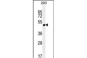 A4GALT Antibody (N-term) (ABIN654075 and ABIN2843970) western blot analysis in 293 cell line lysates (35 μg/lane). (A4GALT antibody  (N-Term))