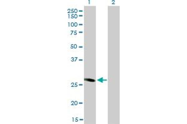 FHL5 antibody  (AA 1-284)