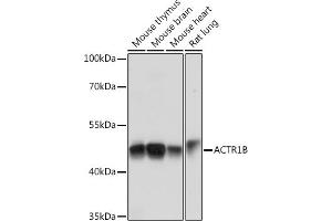 Western blot analysis of extracts of various cell lines, using B Rabbit pAb (ABIN7265675) at 1:1000 dilution. (ACTR1B antibody  (AA 1-105))