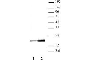 Histone H3K9ac antibody (mAb) (Clone 2G1F9) tested by Western blot. (Histone 3 antibody  (H3K9ac))