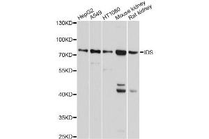 Western blot analysis of extracts of various cell lines, using IDS antibody (ABIN5975336) at 1/1000 dilution.