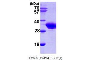 SDS-PAGE (SDS) image for Survival Motor Neuron Domain Containing 1 (SMNDC1) (AA 1-238) protein (His tag) (ABIN667284) (SMNDC1 Protein (AA 1-238) (His tag))