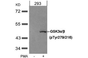 Western blot analysis of extracts from 293 cells untreated or treated with PMA using GSK3α/β(Phospho-Tyr279/216) Antibody.