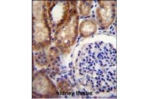 CLCN7 Antibody (C-term) (ABIN655808 and ABIN2845235) immunohistochemistry analysis in formalin fixed and paraffin embedded human kidney tissue followed by peroxidase conjugation of the secondary antibody and DAB staining. (CLCN7 antibody  (C-Term))
