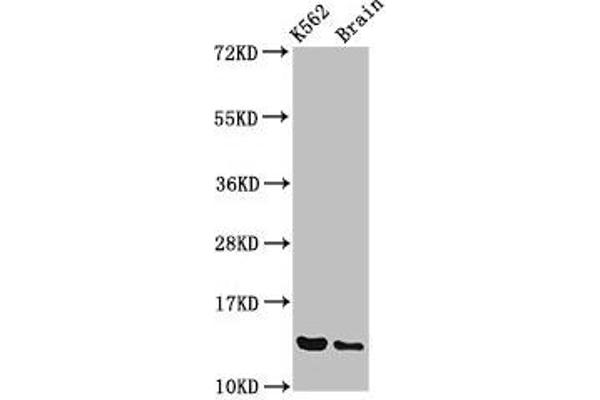 BET1 antibody  (AA 1-83)