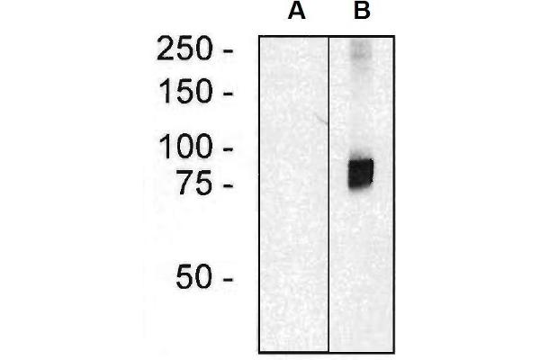 ARHGEF4 抗体  (AA 143-271)