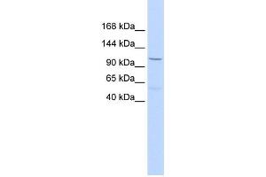 Western Blotting (WB) image for anti-Protocadherin 8 (PCDH8) antibody (ABIN2458928) (Protocadherin 8 antibody)