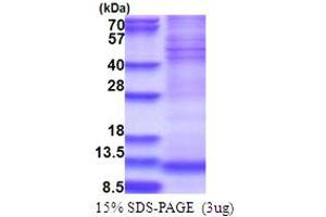 SDS-PAGE (SDS) image for NADH Dehydrogenase (Ubiquinone) 1 alpha Subcomplex, 4 (NDUFA4) (AA 1-81) protein (His tag) (ABIN5853739)