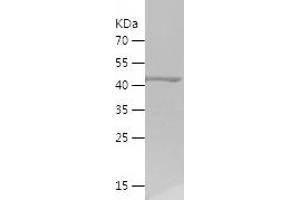 Western Blotting (WB) image for Tektin 3 (TEKT3) (AA 278-490) protein (His-IF2DI Tag) (ABIN7283870) (Tektin 3 Protein (TEKT3) (AA 278-490) (His-IF2DI Tag))