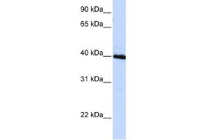 WB Suggested Anti-CEBPB Antibody Titration: 0. (CEBPB antibody  (N-Term))