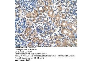 Human kidney (PBX3 antibody  (N-Term))