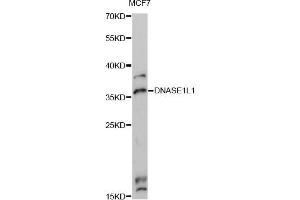 Western blot analysis of extracts of MCF7 cells, using DNASE1L1 Antibody (ABIN6292460) at 1:3000 dilution. (DNASEX antibody)