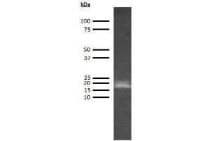 Western Blotting (WB) image for anti-Adiponectin (ADIPOQ) antibody (Biotin) (ABIN612807)