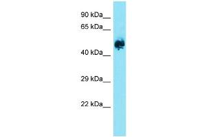 Host: Rabbit  Target Name: Eif2b3  Sample Tissue: Rat Brain lysates  Antibody Dilution: 1. (EIF2B3 antibody  (Middle Region))