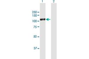 Western Blot analysis of DPP4 expression in transfected 293T cell line by DPP4 MaxPab polyclonal antibody. (DPP4 antibody  (AA 1-766))