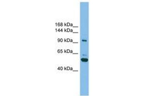 SH3BP4 antibody  (AA 71-120)