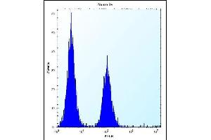 hGCN5 Antibody (C-term) (ABIN656132 and ABIN2845472) flow cytometric analysis of Neuro-2a cells (right histogram) compared to a negative control cell (left histogram). (KAT2A antibody  (C-Term))