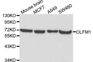 Western blot analysis of extracts of various cell lines, using OLFM1 antibody. (Olfactomedin 1 antibody  (AA 90-220))