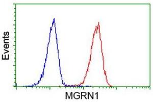 Image no. 1 for anti-Mahogunin, Ring Finger 1 (MGRN1) antibody (ABIN1499457) (Mahogunin RING Finger Protein 1 antibody)
