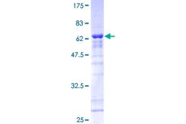 CLNS1A Protein (AA 1-237) (GST tag)