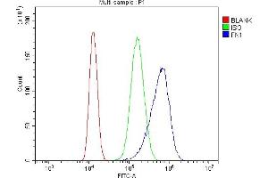 4. (Fibronectin 1 antibody)