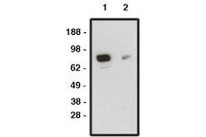 Image no. 1 for anti-Smoothened Homolog (Drosophila) (SMO) antibody (ABIN793703) (SMO antibody)