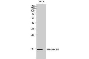 Western Blotting (WB) image for anti-Histone H4 (Lys317) antibody (ABIN6280080)