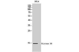Western Blotting (WB) image for anti-Histone H4 (Lys317) antibody (ABIN3180097) (Histone H4 antibody  (Lys317))