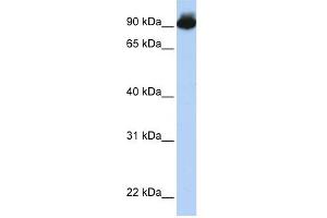 ELMO3 antibody used at 1 ug/ml to detect target protein.