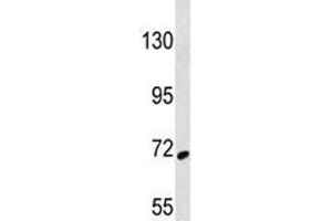 SYK antibody western blot analysis in 293 lysate (SYK antibody  (AA 268-305))