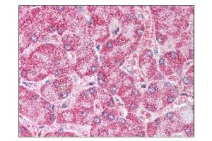 Image no. 1 for anti-Peroxisome Proliferator-Activated Receptor gamma (PPARG) (AA 255-268), (Isoform 1), (N-Term) antibody (ABIN303335) (PPARG antibody  (Isoform 1, N-Term))