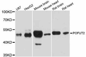 Western blot analysis of extracts of various cell lines, using POFUT2 antibody. (POFUT2 antibody)