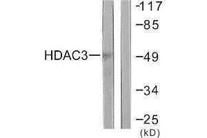 Western Blotting (WB) image for anti-Histone Deacetylase 3 (HDAC3) (C-Term) antibody (ABIN1848598)
