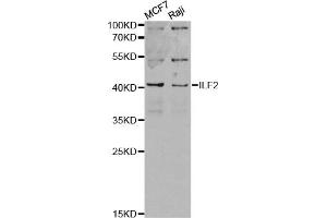 Western blot analysis of extracts of various cell lines, using ILF2 antibody (ABIN6290505) at 1:1000 dilution.
