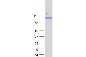 Validation with Western Blot (Nucleolin Protein (NCL) (Myc-DYKDDDDK Tag))