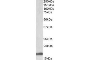 AP23698PU-N Galanin Antibody staining of Human Cerebellum lysate at 1 µg/ml (35µg protein in RIPA buffer).