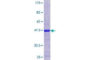 Image no. 1 for Leukocyte-Associated Immunoglobulin-Like Receptor 2 (LAIR2) (AA 1-152) protein (GST tag) (ABIN1309115)