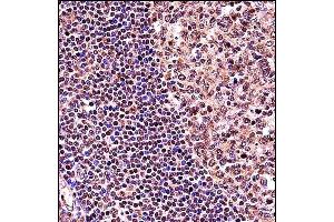 TCF3 Antibody (C-term) (ABIN657912 and ABIN2846860) immunohistochemistry analysis in formalin fixed and paraffin embedded human tonsil tissue followed by peroxidase conjugation of the secondary antibody and DAB staining. (TCF3 antibody  (C-Term))