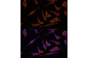 Immunofluorescence analysis of L929 cells using RPE Polyclonal Antibody (ABIN7270048) at dilution of 1:100 (40x lens). (RPE antibody  (AA 1-228))
