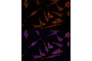Immunofluorescence analysis of L929 cells using RPE Polyclonal Antibody (ABIN7270048) at dilution of 1:100 (40x lens).