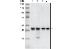 Western blot analysis using CHK1 mouse mAb against A431 (1), Hela (2), NIH/3T3 (3) and K562 (4) cell lysate. (CHEK1 antibody)